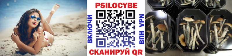 цены   Александровское  Псилоцибиновые грибы Cubensis 
